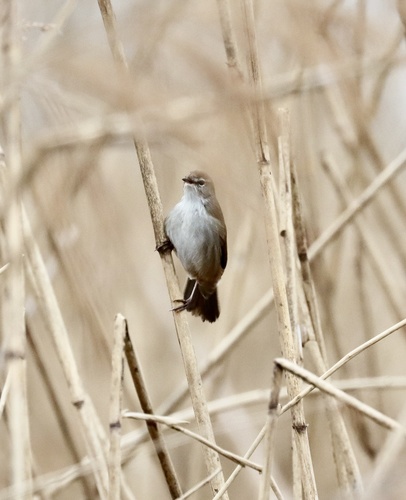Bouscarle de Cetti