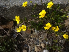 Ranunculus formosa-montanus