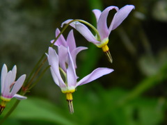 Primula pauciflora pauciflora