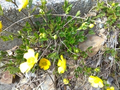 Ranunculus formosa-montanus