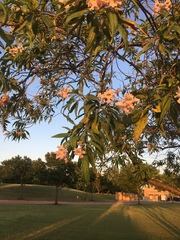 × chitalpa tashkentensis