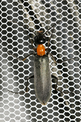 Lydomorphus strangulatus