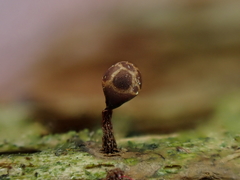 Trichia botrytis