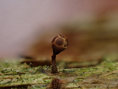 Trichia botrytis