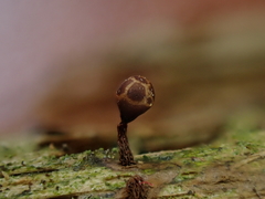 Trichia botrytis