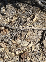 Aspidoscelis uniparens