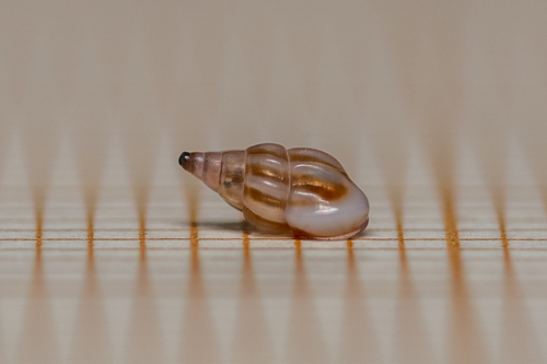 Representative image of Rissoa guerinii