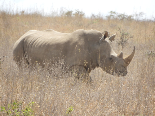 White rhinoceros