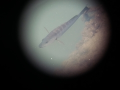 Lutjanus novemfasciatus