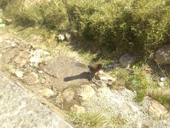 Trochalopteron morrisonianum