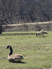 Branta canadensis