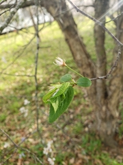 Prunus