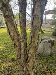 Prunus