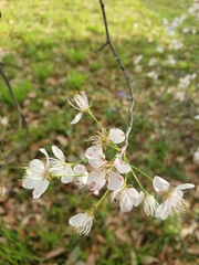 Prunus