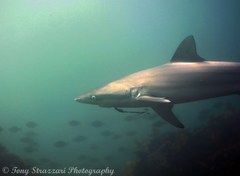 Carcharhinus obscurus