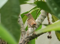 Cercotrichas galactotes