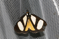 Phaegorista xanthosoma