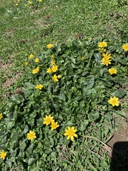 Ficaria verna