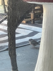 Junco hyemalis