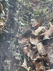 Junco hyemalis