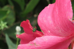 Anthophila