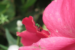 Anthophila