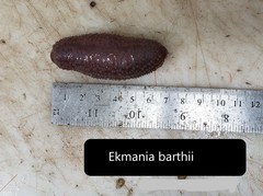 Ekmania barthii