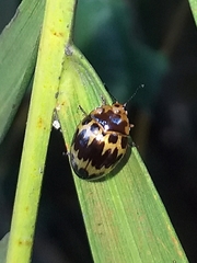 Iphiclus delineatus