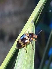 Iphiclus delineatus