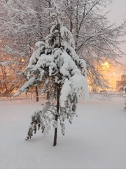 Pinus sylvestris