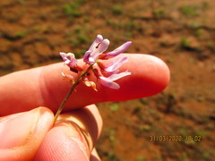Astragalus distortus engelmannii