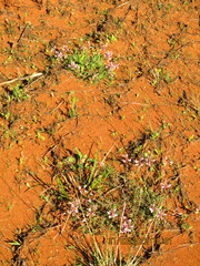 Astragalus distortus engelmannii
