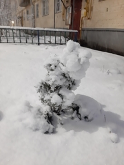 Thuja occidentalis