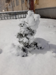 Thuja occidentalis