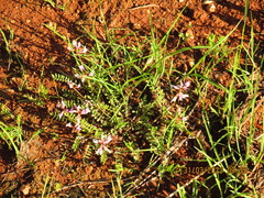 Astragalus distortus engelmannii