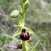 Ophrys sphegodes montenegrina - Photo (c) otto, algunos derechos reservados (CC BY-NC), subido por otto