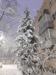 Picea abies