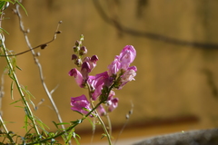 Antirrhinum majus