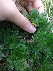 Artemisia morrisonensis