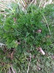 Artemisia morrisonensis