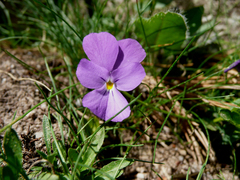Viola montcaunica