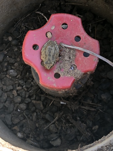 iNaturalist observation photo of Pacific chorus frog