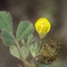 Barrel Medick - Photo (c) James Bailey, some rights reserved (CC BY-NC), uploaded by James Bailey
