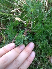 Artemisia morrisonensis