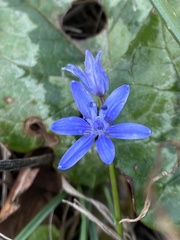 Scilla subnivalis