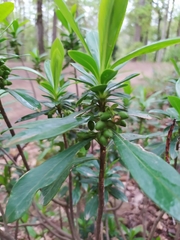 Daphne laureola