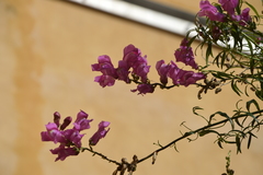 Antirrhinum majus