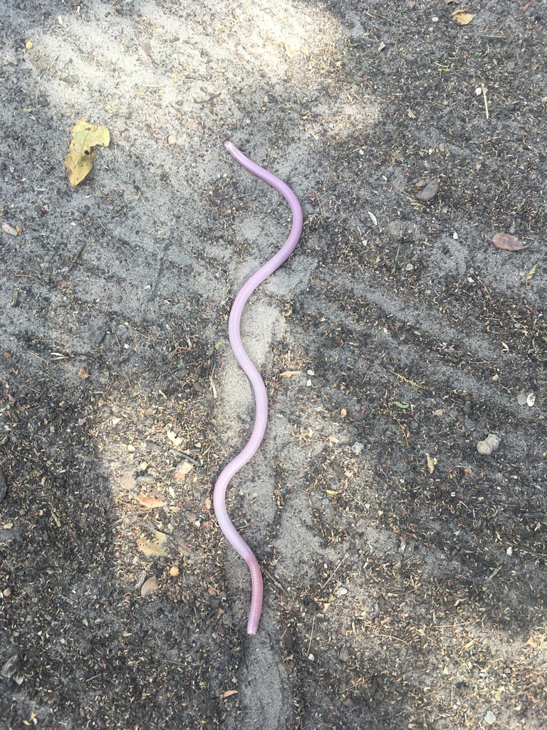 Blunt-tailed Worm Lizard