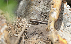 Chalcides viridanus