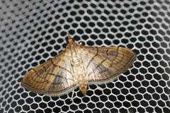 Marasmia trapezalis